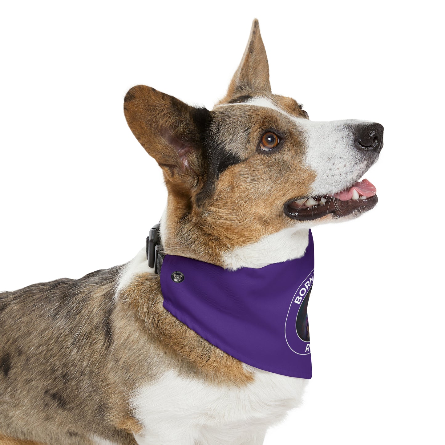 Born To Be Royal - Bandana Collar