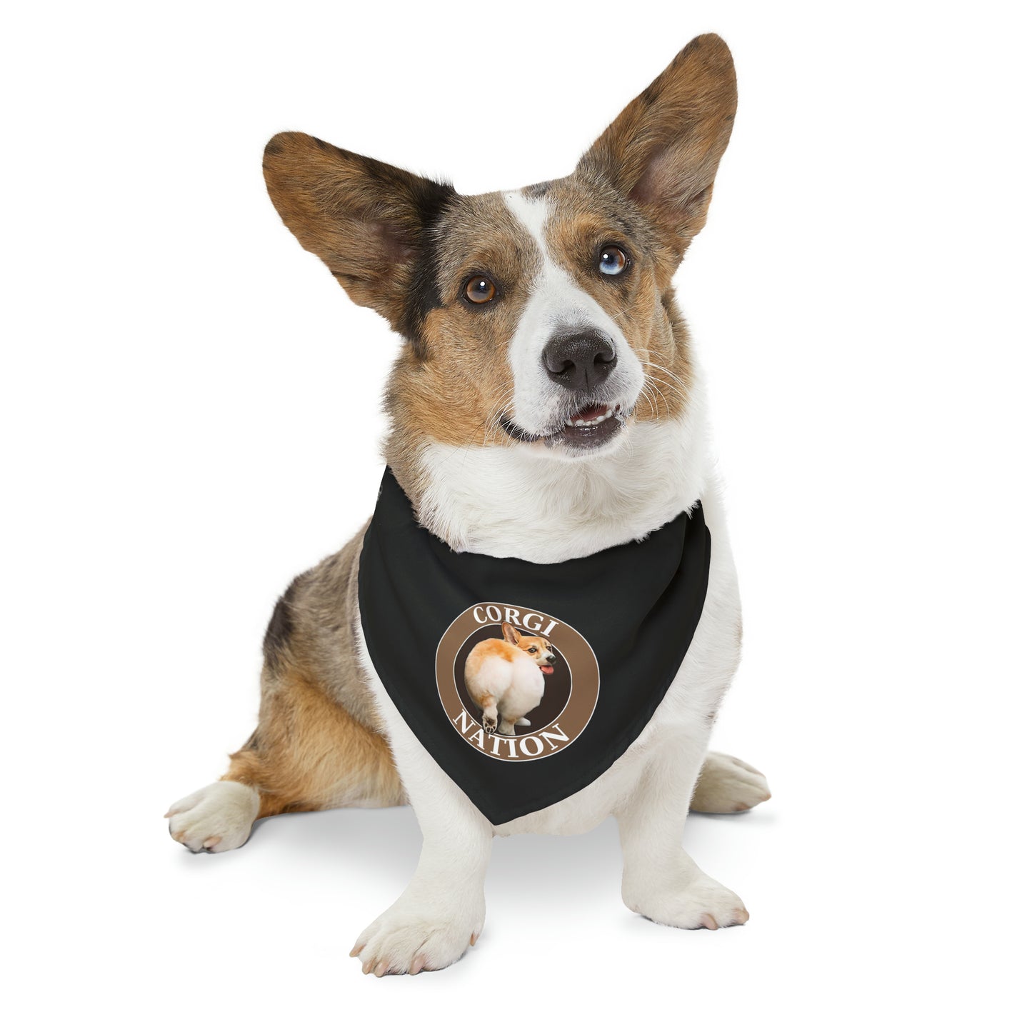 Corgi Nation -  Bandana Collar